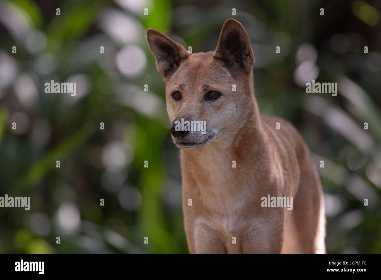 Dingo femminile (Canis lupus dingo) in un ambiente naturale su uno sfondo di verde fogliame. Originario dell'Australia, questo canino selvatico ha un corto, sabbioso-co Foto Stock