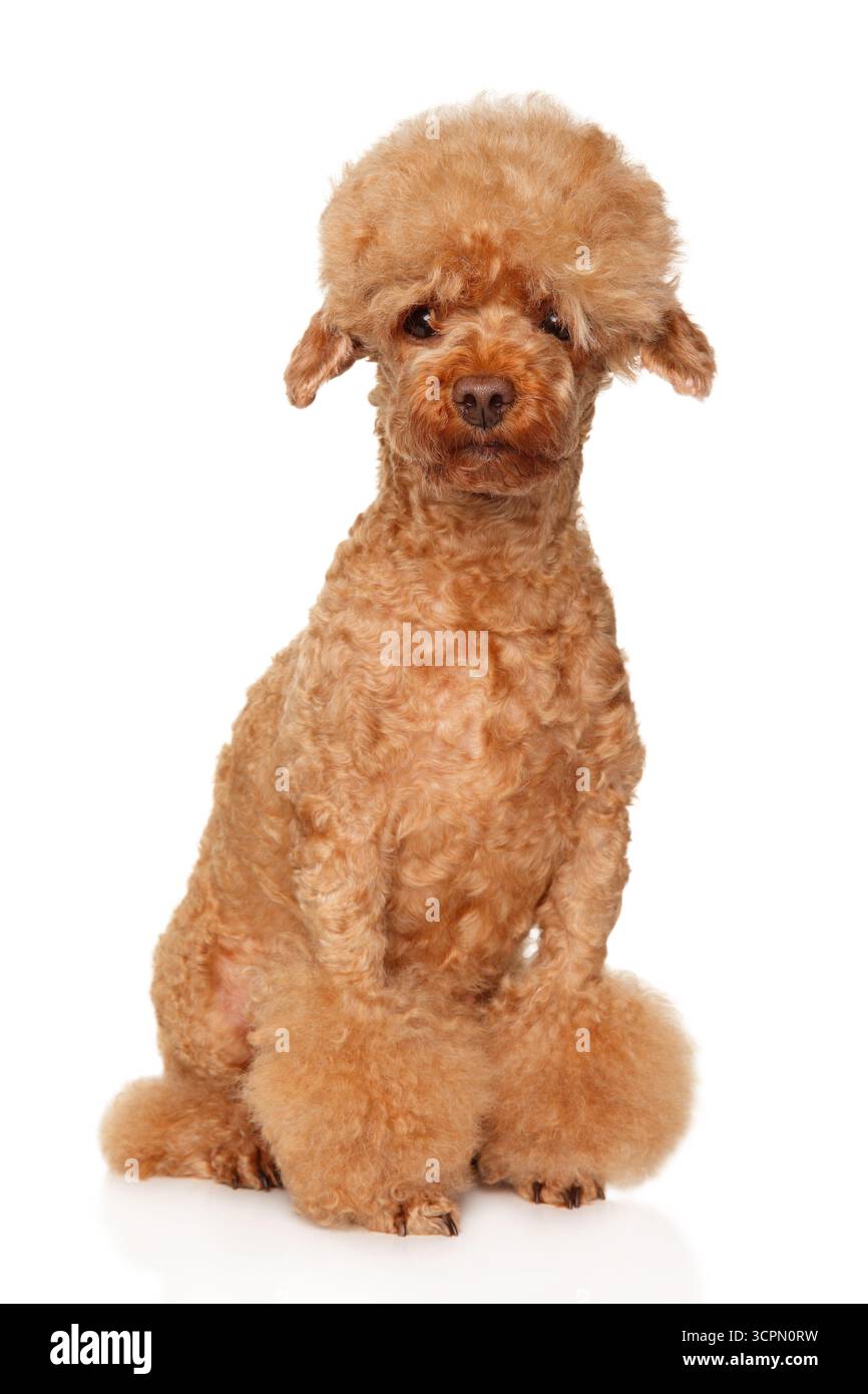 Barboncino allo zenzero con viso espressivo e soffice taglio di capelli in posizione verticale, con cappotto riccio e zampe ben curate Foto Stock