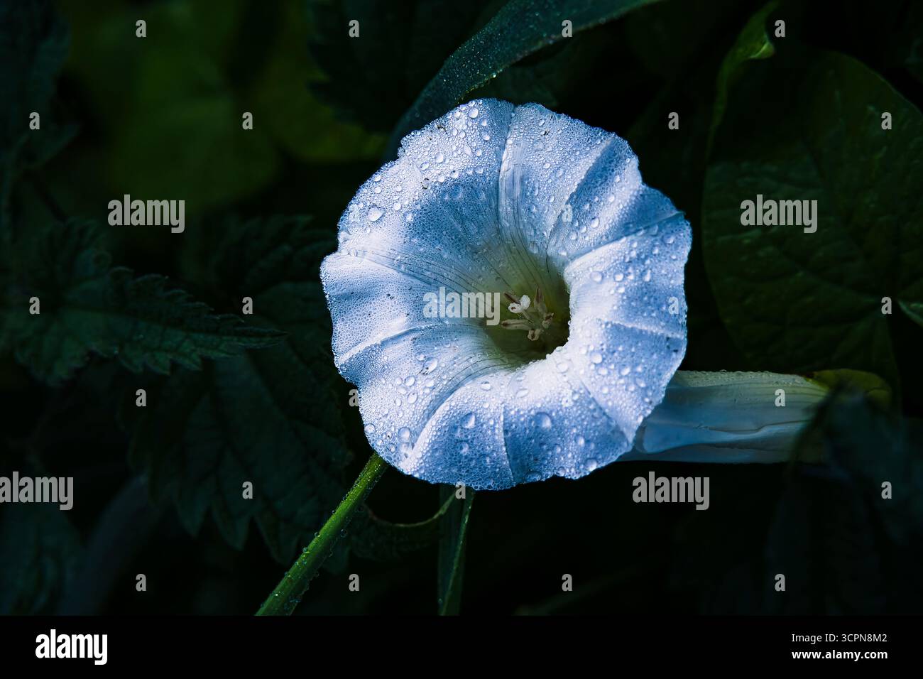 Moonflower Foto Stock