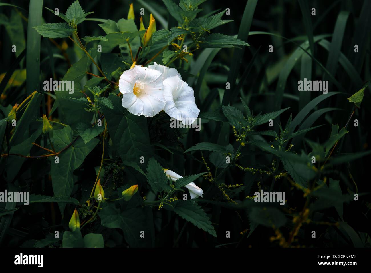 Moonflower Foto Stock