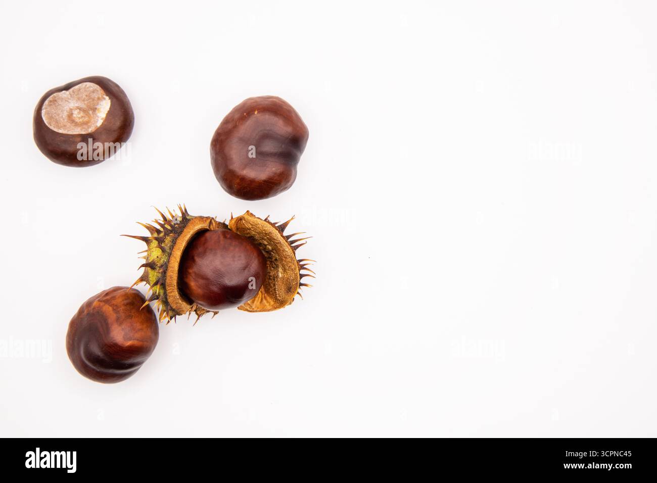 Primo piano di conchiglie di castagne di cavallo marroni lucide visualizzate su uno sfondo bianco pulito. Foto Stock