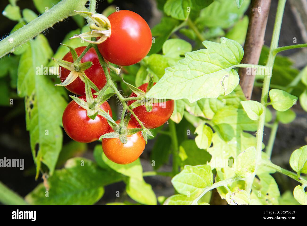 Pomodori freschi sulla vite che mostrano diverse fasi di maturazione, dal verde al giallo al rosso. Foto Stock