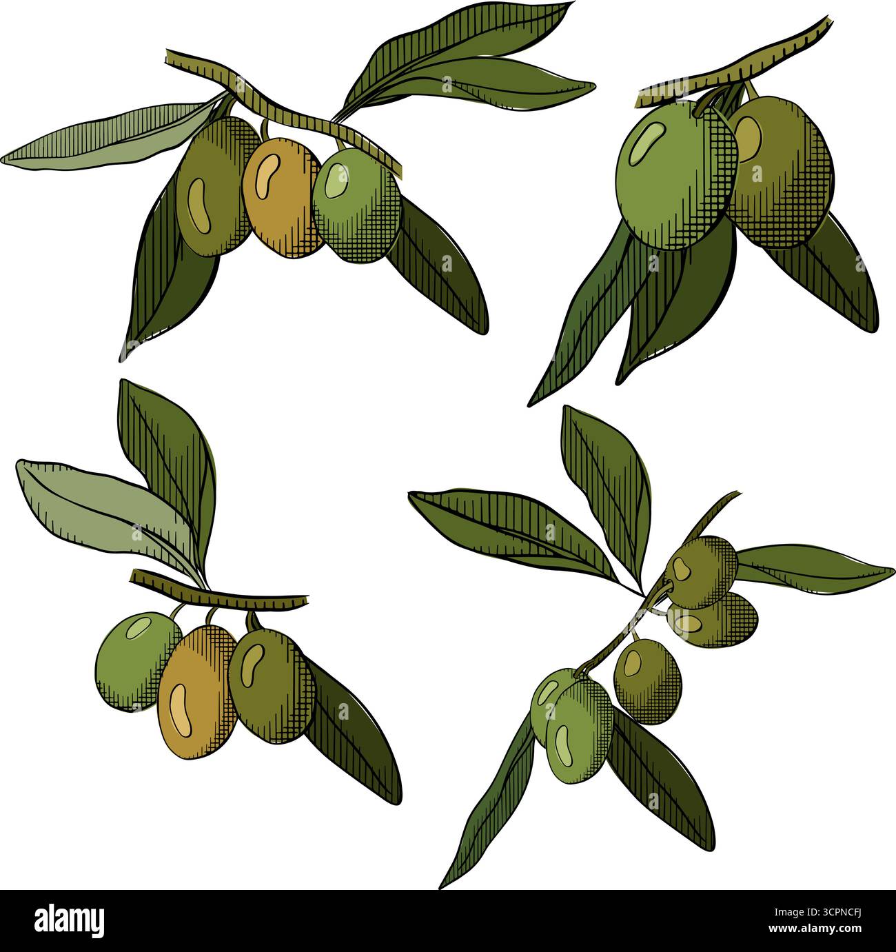 Set di rami di ulivo isolati. Illustrazione colorata con inchiostro a linee grafiche vettoriali. Firma silhouette per logo, stampa, fumetti, moda, pop art, tavole, d Illustrazione Vettoriale