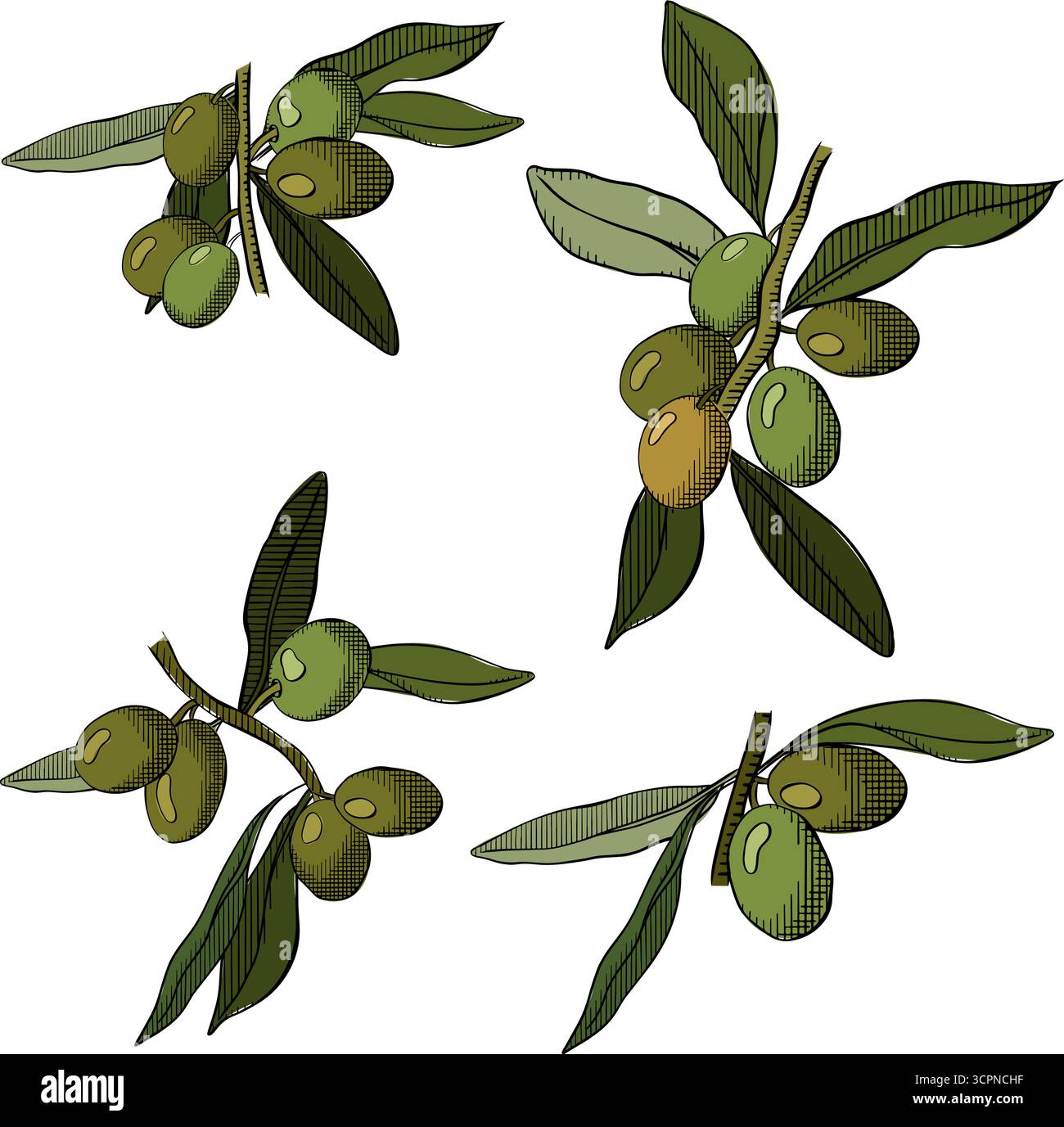 Set isolato di ramoscelli di ulivo. Illustrazione colorata con inchiostro a linee grafiche vettoriali. Per poster, volantini, banner, inviti, social media, festa o vendita Illustrazione Vettoriale