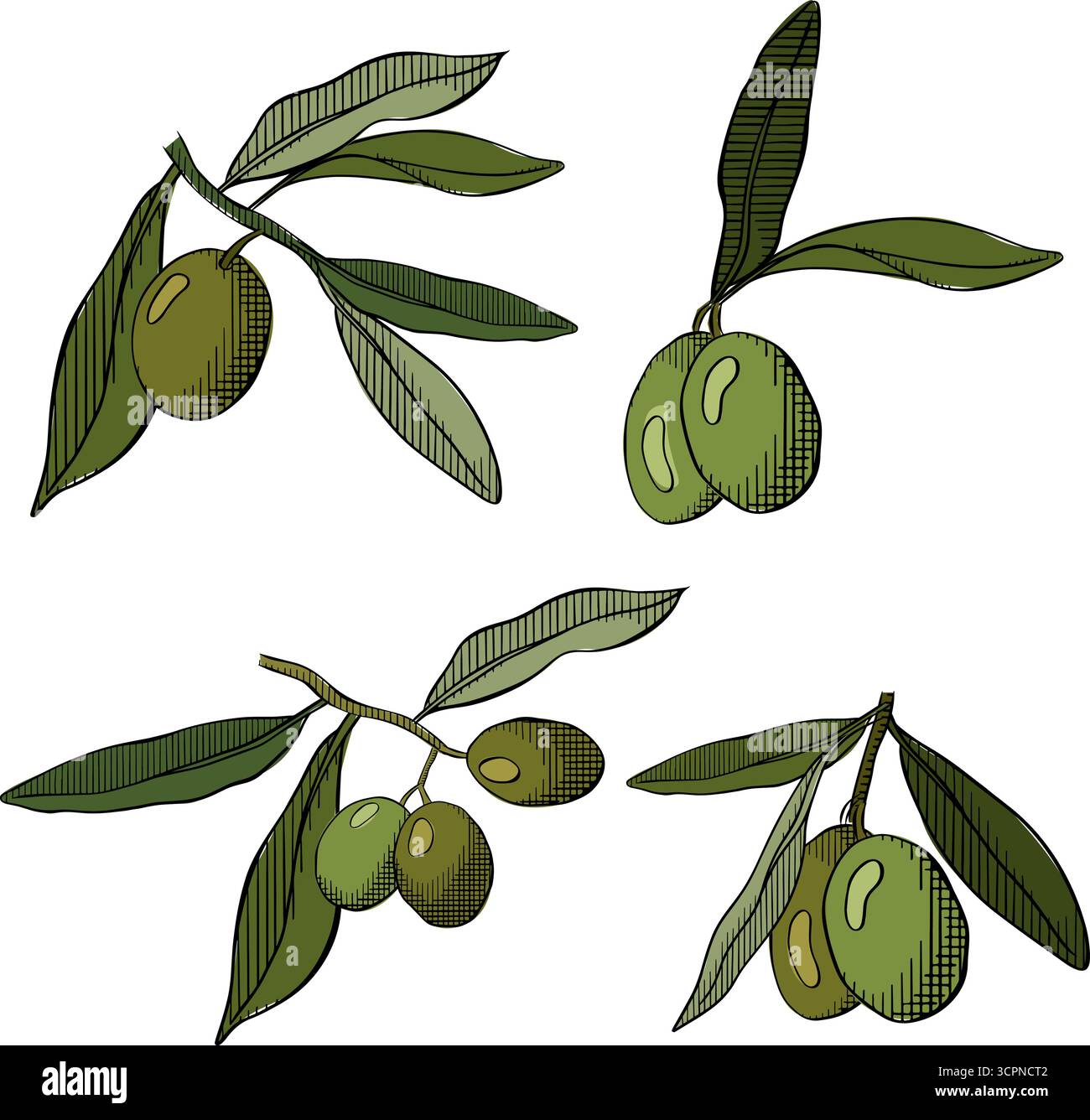 Ramoscello d'oliva, frutta a olio verde. Set isolato di ramoscelli di ulivo. Illustrazione colorata con inchiostro a linee grafiche vettoriali. Cibo mediterraneo, olio aromatico. Vintage Illustrazione Vettoriale