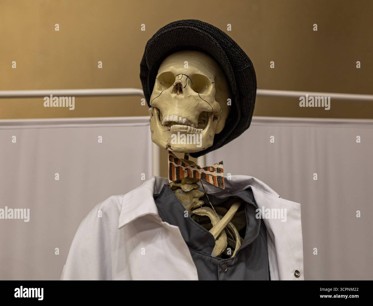 Realistico modello di scheletro di cranio umano in abbigliamento umano. Arredamento umoristico medico per Halloween Foto Stock