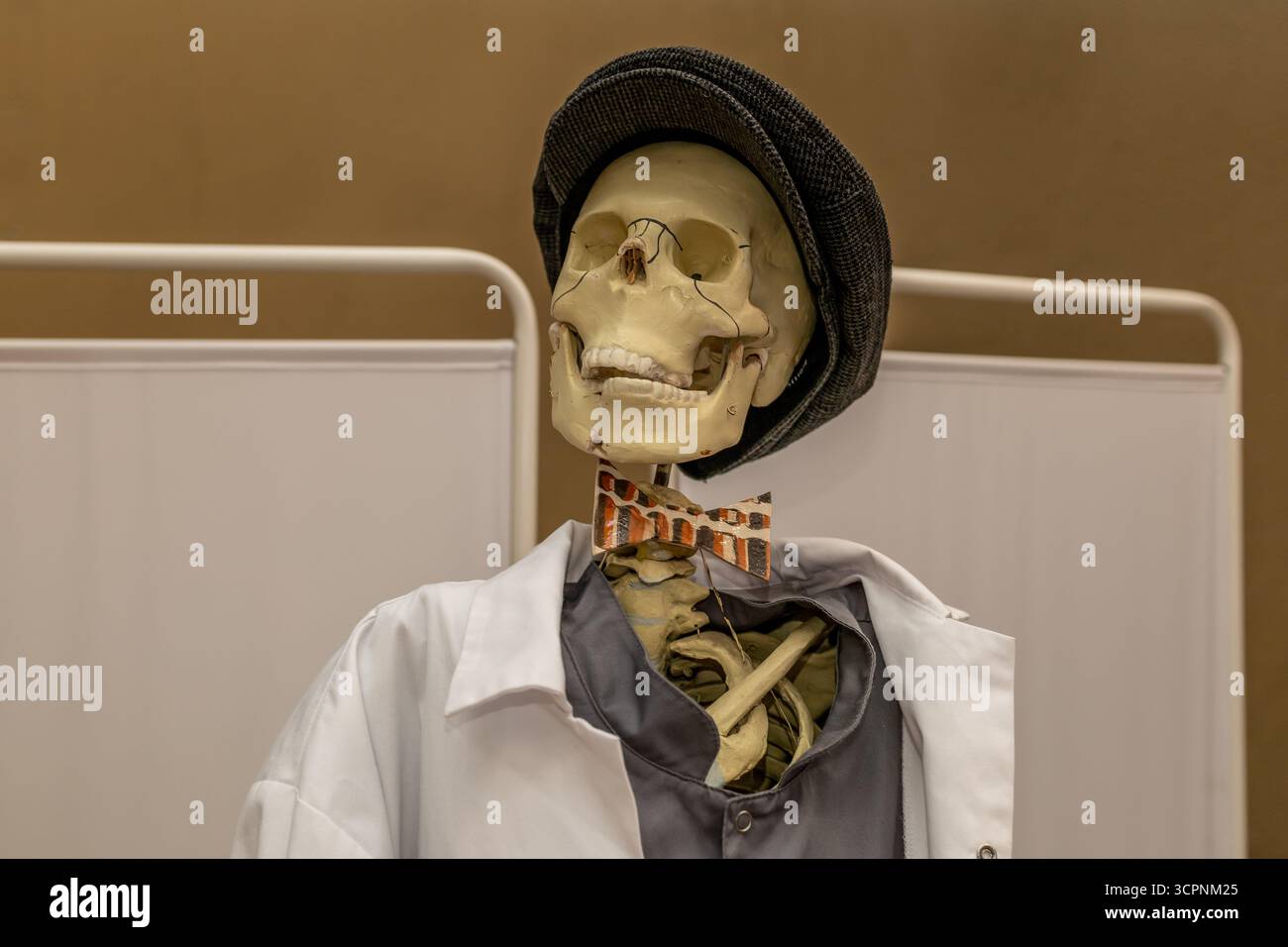 Realistico modello di scheletro di cranio umano in abbigliamento umano. Arredamento umoristico medico per Halloween Foto Stock