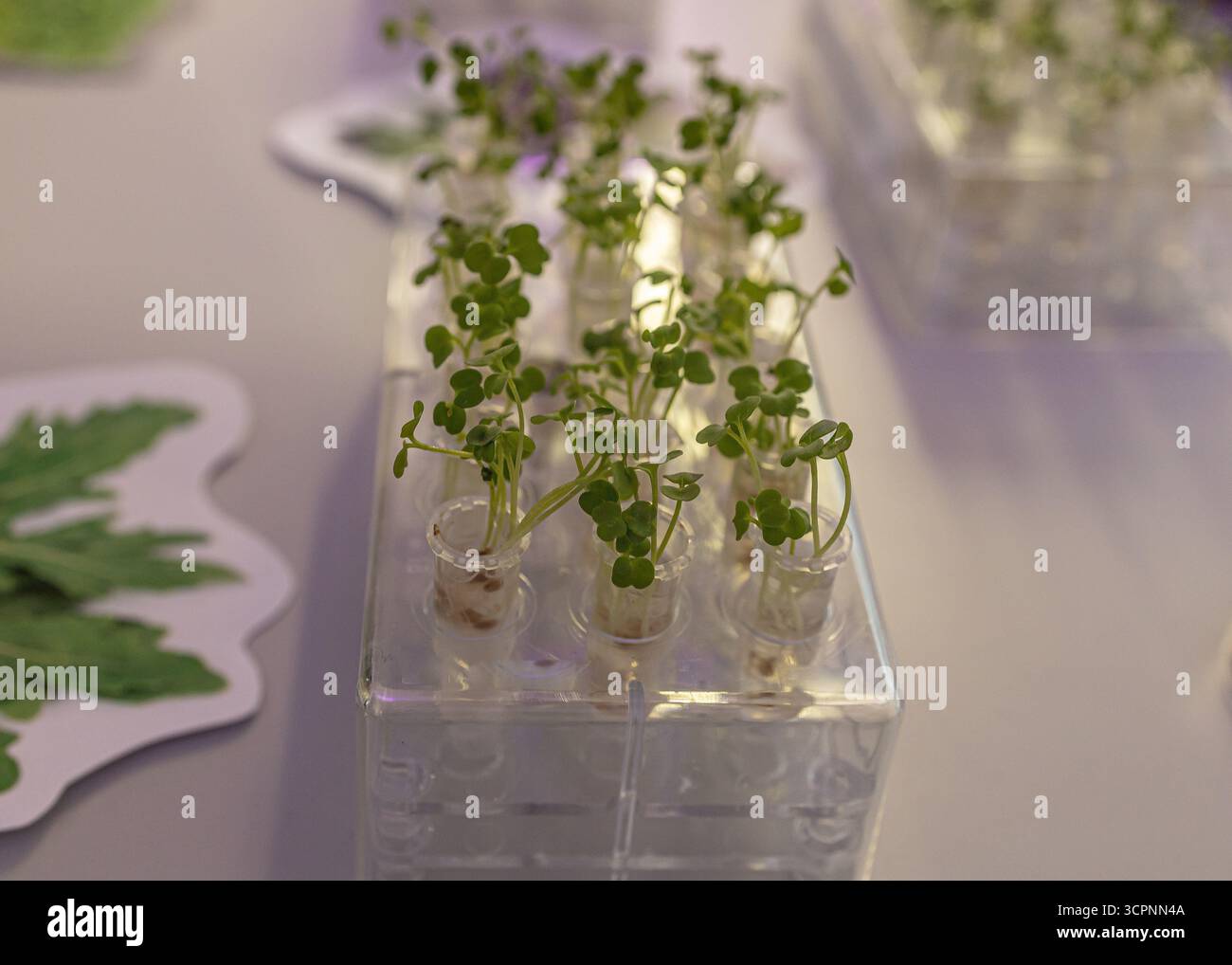 Ambiente di crescita Microgreen in laboratorio biologico. Scienziati che coltivano microverdi in condizioni di laboratorio per la ricerca e l'innovazione agricola Foto Stock
