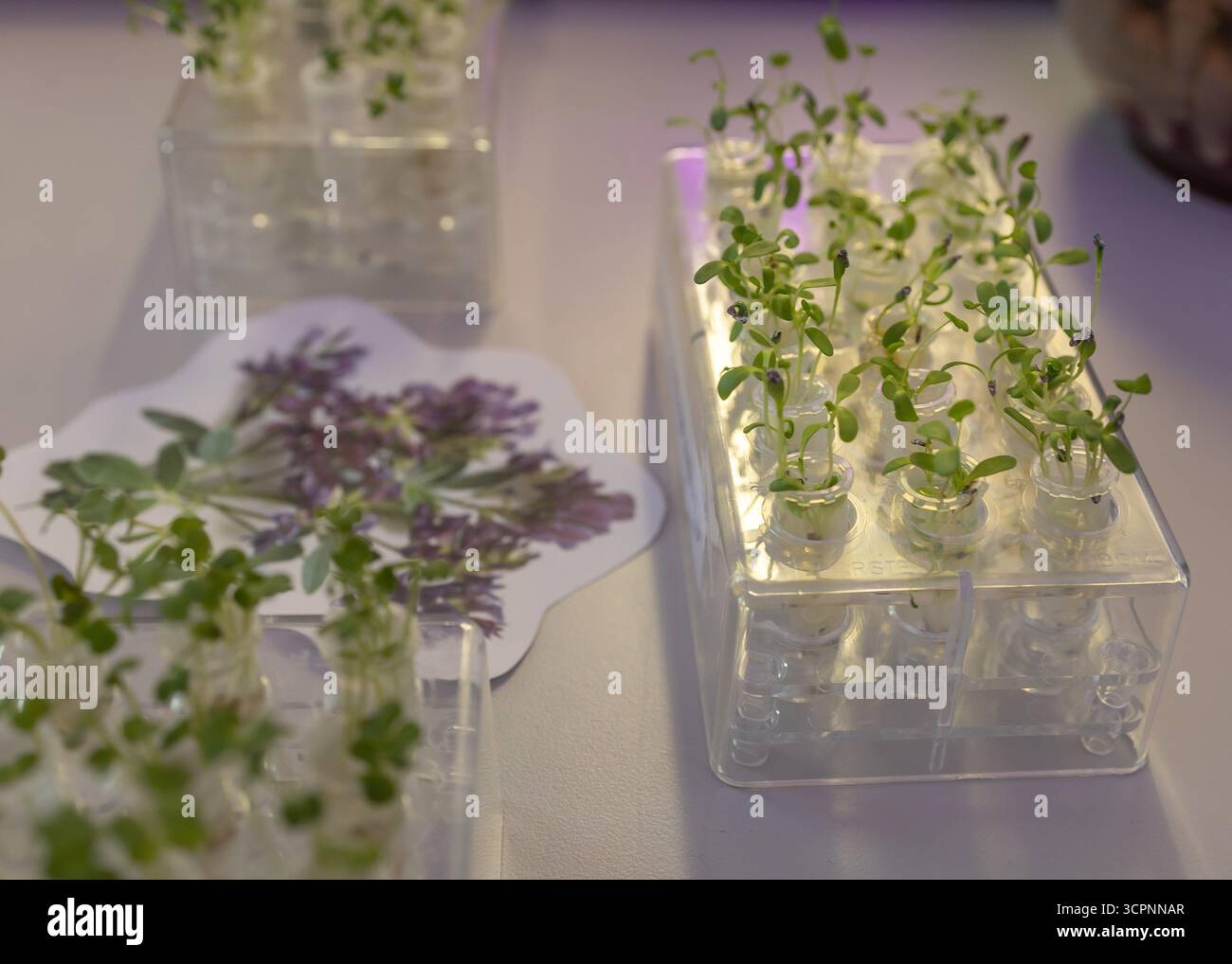 Ambiente di crescita Microgreen in laboratorio biologico. Scienziati che coltivano microverdi in condizioni di laboratorio per la ricerca e l'innovazione agricola Foto Stock