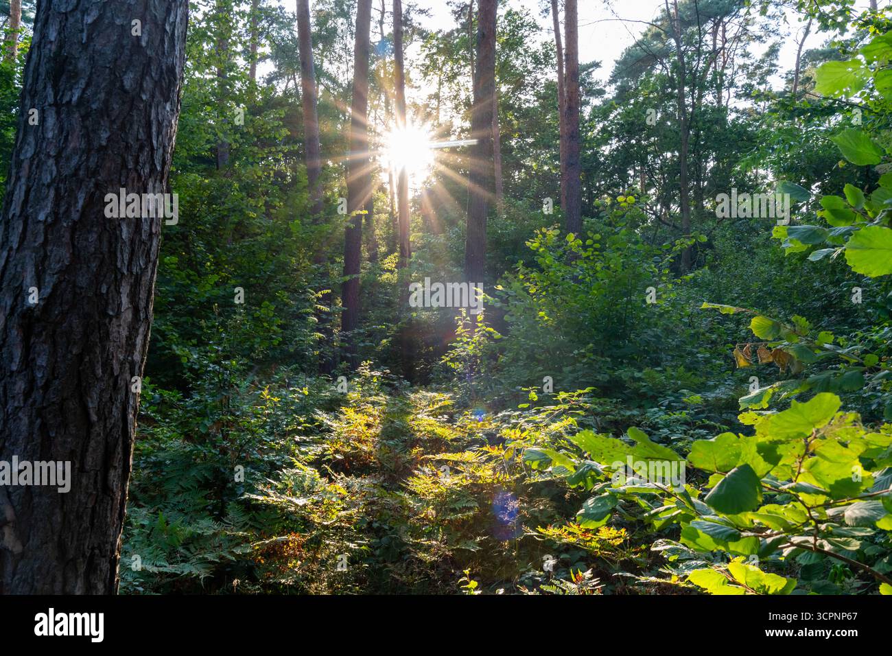Magici raggi di sole che si diffondono attraverso fitti alberi della foresta creando sensazionali raggi di luce e ombre sul verde pavimento del bosco. Concetto di fotografia naturalistica, Foto Stock