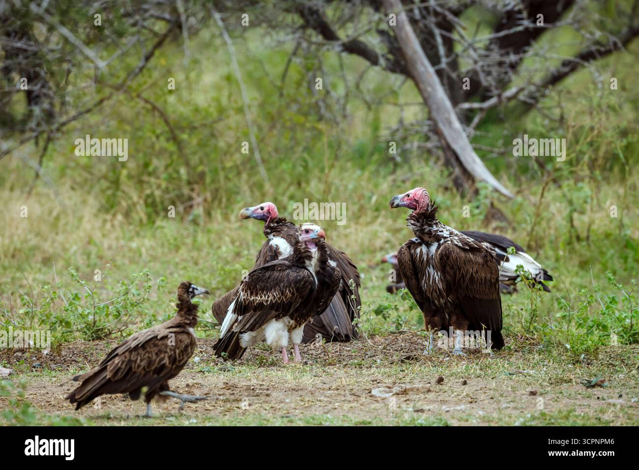 La testa bianca, con cappuccio e con tette fronteggiavano avvoltoi nel parco nazionale Greater Kruger, Sudafrica ; Specie Trigonoceps occipitalis, Necrosyrtes monachus AN Foto Stock