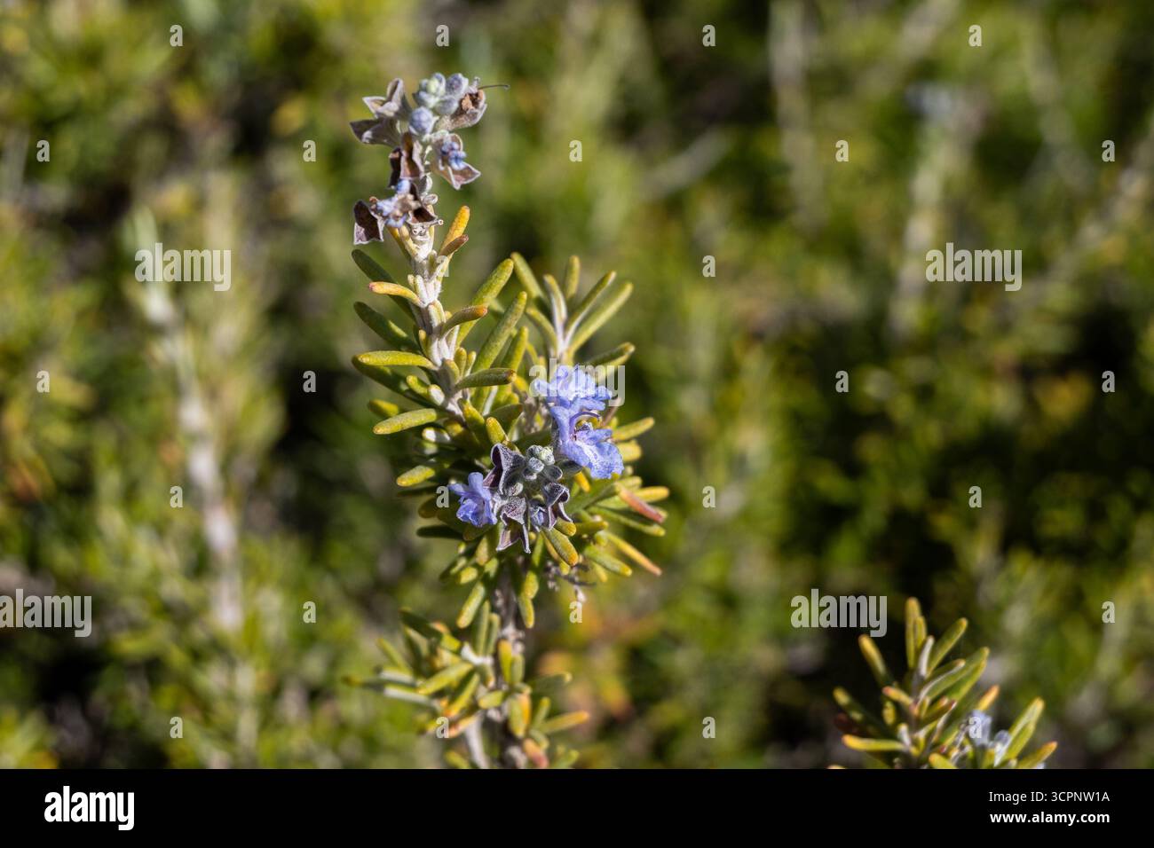 Plantas de jardín Foto Stock