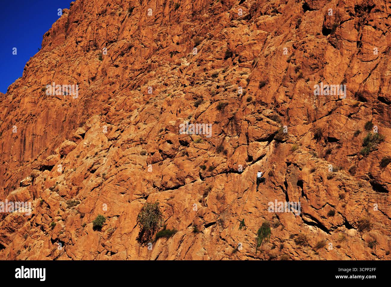 Arrampicatore freeclimbing nella gola di Todra. Arrampicata su roccia nella gola Todra del Marocco - todragorge.comTodra Gorge è un'area di arrampicata di prima classe Foto Stock