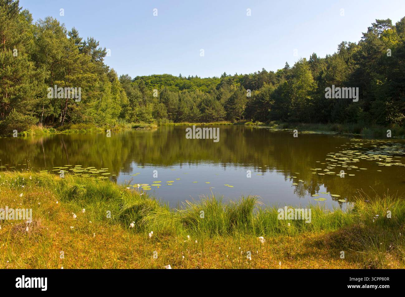 Lago forestale di Mümmelkensee, riserva naturale di Mümmelkensee, Bansin, isola di Usedom, Meclemburgo-Pomerania occidentale, Germania Foto Stock