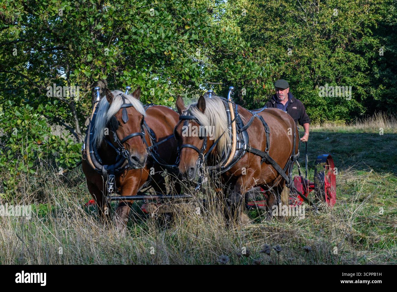 Metodi di falciatura tradizionali con cavalli pesanti e un tagliafuoco vittoriano in un parco di Londra nel 2025, dando un esempio di agricoltura moderna ecocompatibile. Foto Stock
