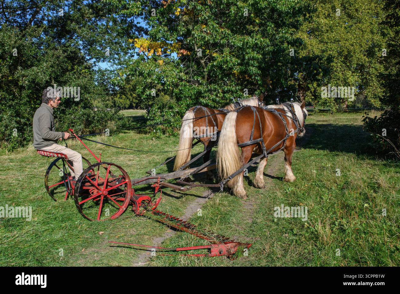 Metodi di falciatura tradizionali con cavalli pesanti e un tagliafuoco vittoriano in un parco di Londra nel 2025, dando un esempio di agricoltura moderna ecocompatibile. Foto Stock
