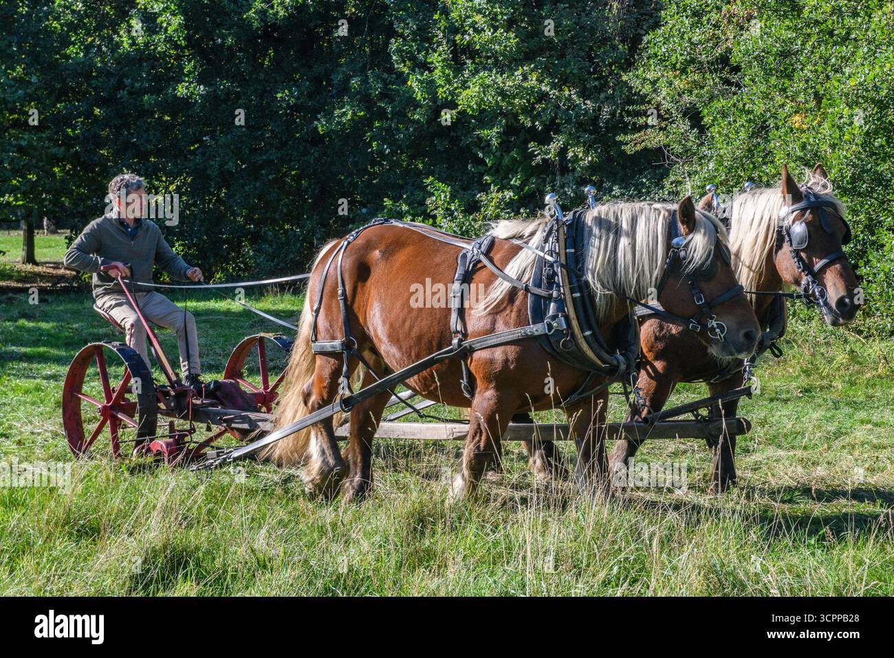 Metodi di falciatura tradizionali con cavalli pesanti e un tagliafuoco vittoriano in un parco di Londra nel 2025, dando un esempio di agricoltura moderna ecocompatibile. Foto Stock
