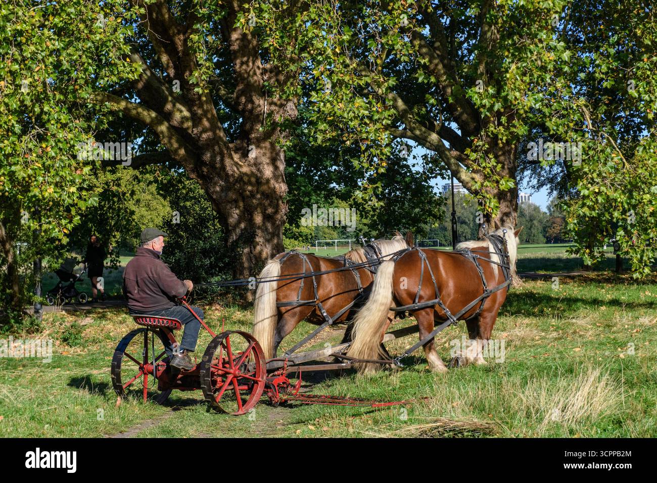 Metodi di falciatura tradizionali con cavalli pesanti e un tagliafuoco vittoriano in un parco di Londra nel 2025, dando un esempio di agricoltura moderna ecocompatibile. Foto Stock