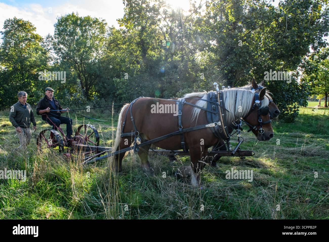 Metodi di falciatura tradizionali con cavalli pesanti e un tagliafuoco vittoriano in un parco di Londra nel 2025, dando un esempio di agricoltura moderna ecocompatibile. Foto Stock