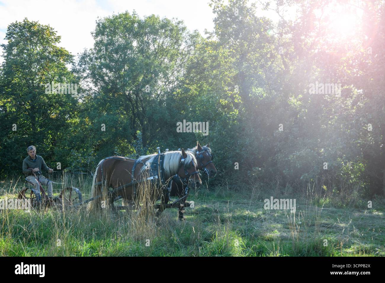Metodi di falciatura tradizionali con cavalli pesanti e un tagliafuoco vittoriano in un parco di Londra nel 2025, dando un esempio di agricoltura moderna ecocompatibile. Foto Stock