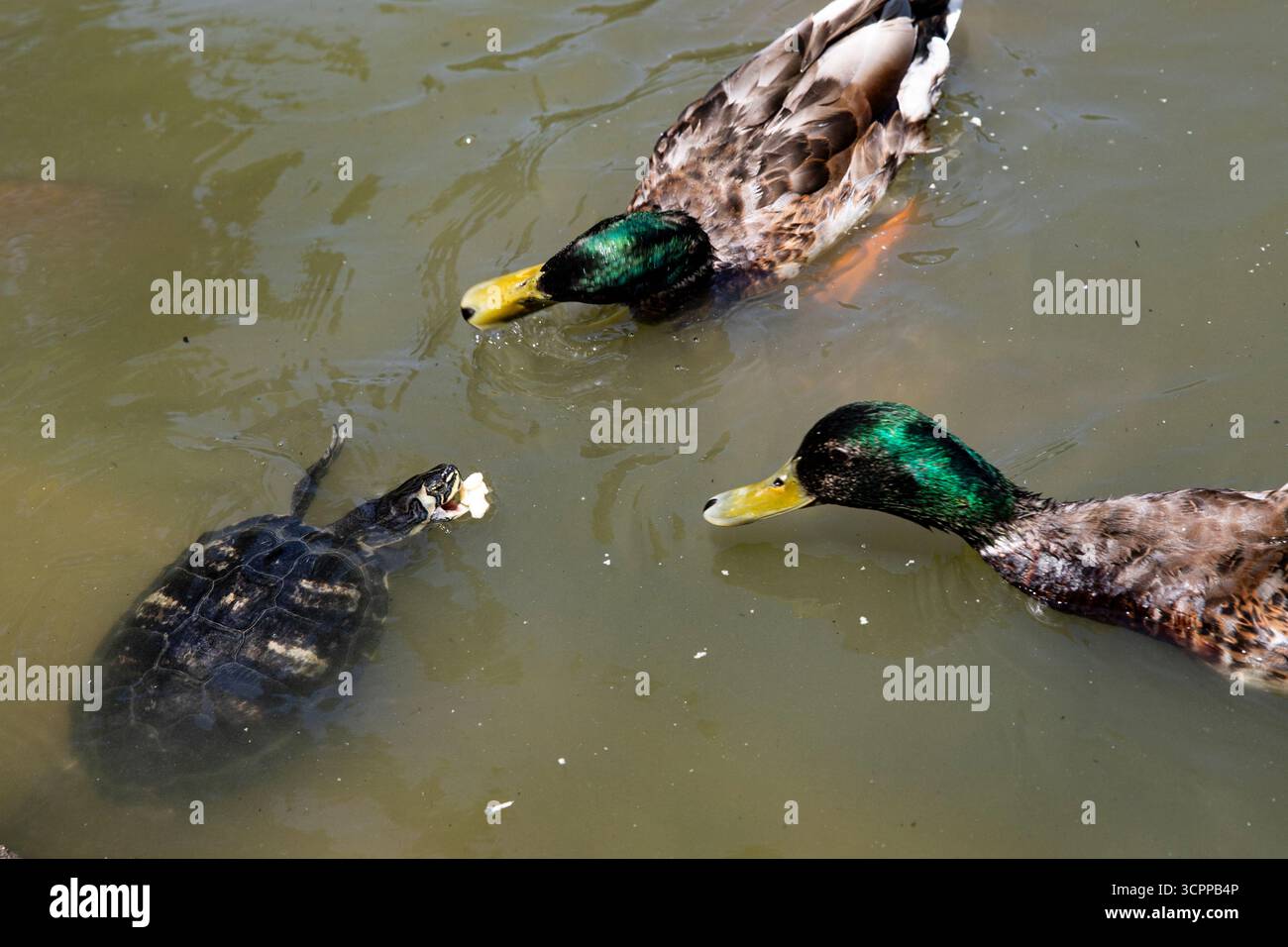 Animali in un lago del parco. Una tartaruga prende cibo dalle anatre. Foto Stock