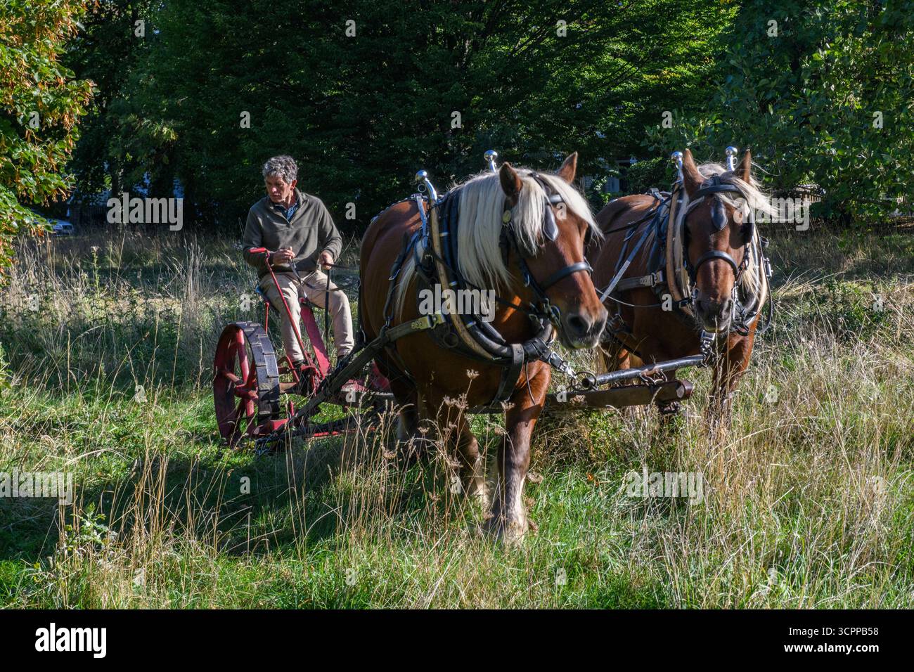 Metodi di falciatura tradizionali con cavalli pesanti e un tagliafuoco vittoriano in un parco di Londra nel 2025, dando un esempio di agricoltura moderna ecocompatibile. Foto Stock