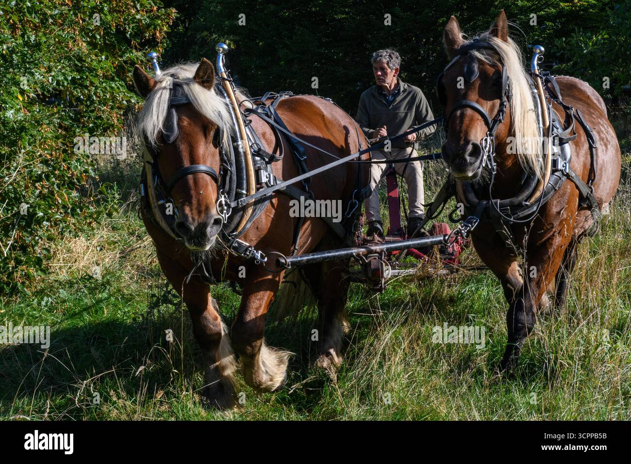 Metodi di falciatura tradizionali con cavalli pesanti e un tagliafuoco vittoriano in un parco di Londra nel 2025, dando un esempio di agricoltura moderna ecocompatibile. Foto Stock