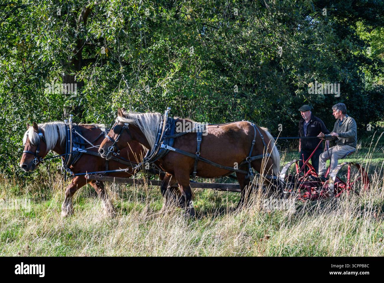 Metodi di falciatura tradizionali con cavalli pesanti e un tagliafuoco vittoriano in un parco di Londra nel 2025, dando un esempio di agricoltura moderna ecocompatibile. Foto Stock