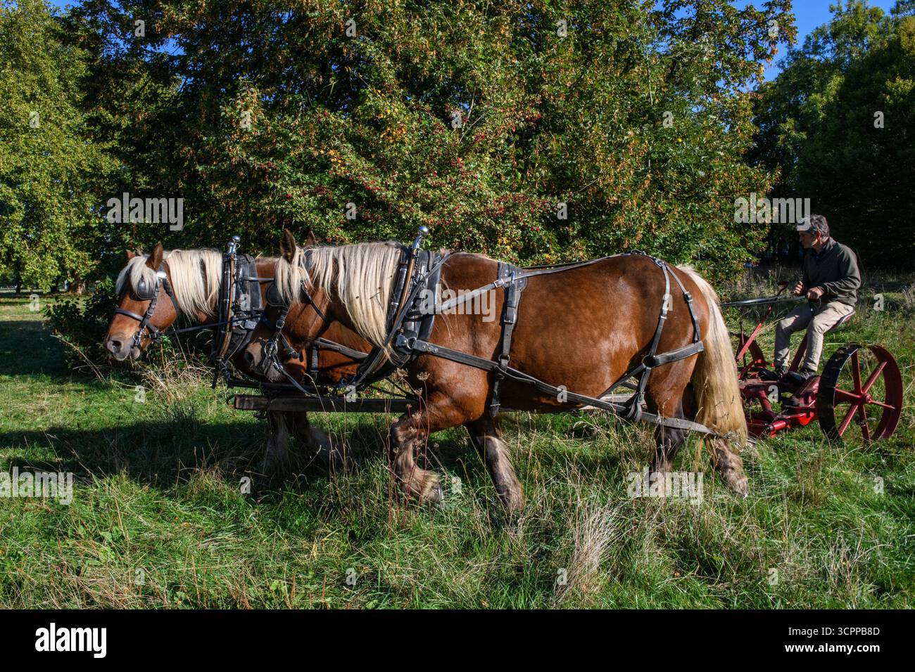 Metodi di falciatura tradizionali con cavalli pesanti e un tagliafuoco vittoriano in un parco di Londra nel 2025, dando un esempio di agricoltura moderna ecocompatibile. Foto Stock