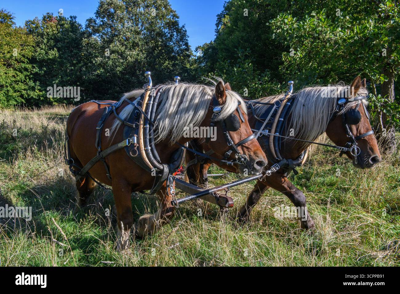 Metodi di falciatura tradizionali con cavalli pesanti e un tagliafuoco vittoriano in un parco di Londra nel 2025, dando un esempio di agricoltura moderna ecocompatibile. Foto Stock