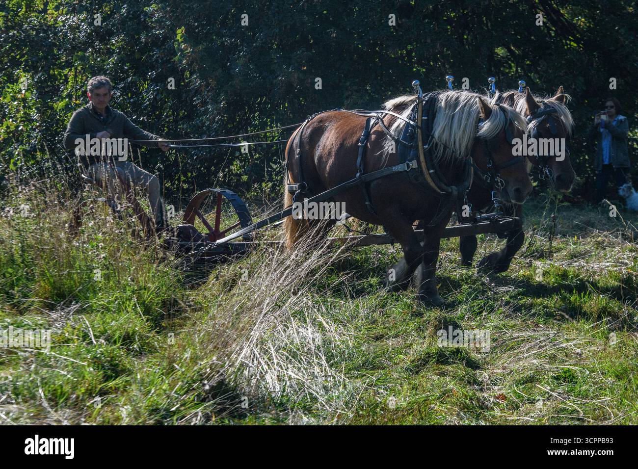 Metodi di falciatura tradizionali con cavalli pesanti e un tagliafuoco vittoriano in un parco di Londra nel 2025, dando un esempio di agricoltura moderna ecocompatibile. Foto Stock