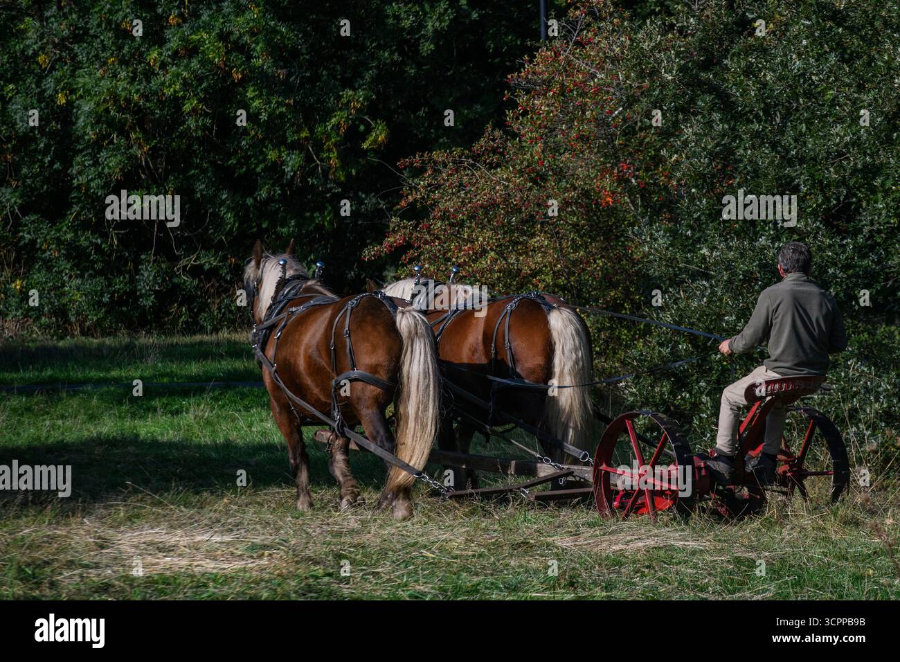 Metodi di falciatura tradizionali con cavalli pesanti e un tagliafuoco vittoriano in un parco di Londra nel 2025, dando un esempio di agricoltura moderna ecocompatibile. Foto Stock
