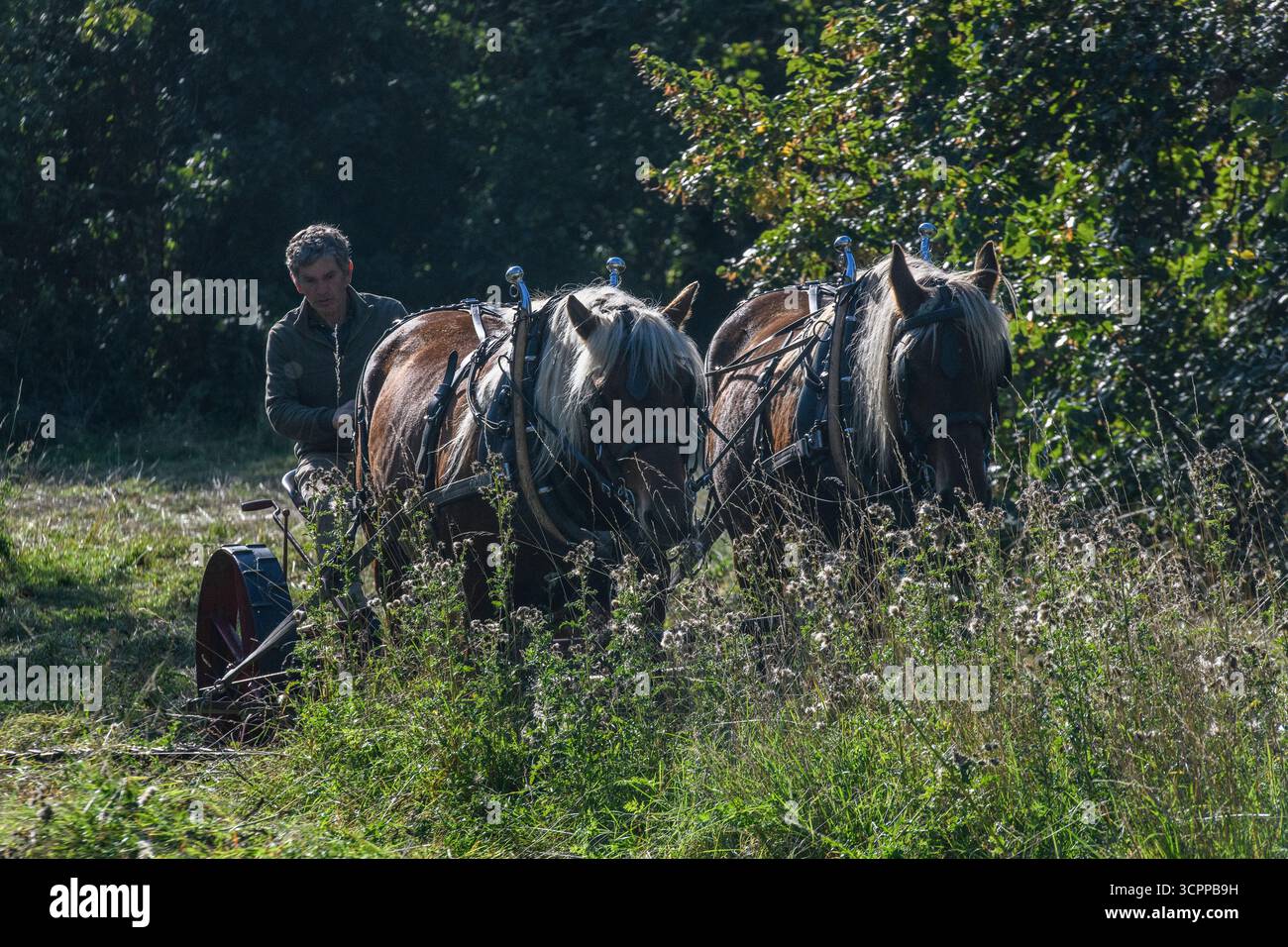 Metodi di falciatura tradizionali con cavalli pesanti e un tagliafuoco vittoriano in un parco di Londra nel 2025, dando un esempio di agricoltura moderna ecocompatibile. Foto Stock