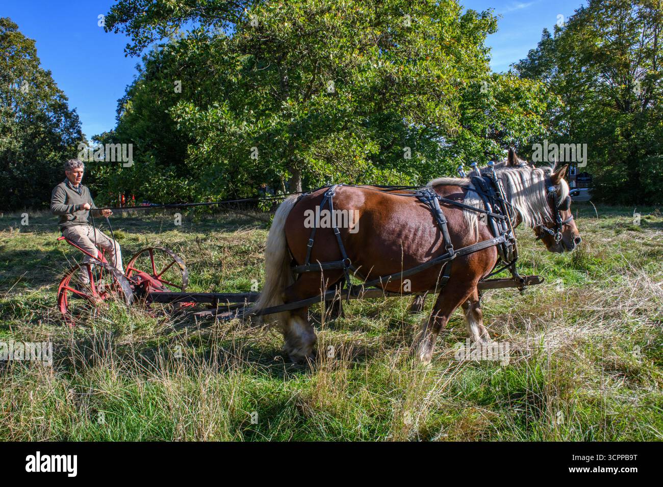 Metodi di falciatura tradizionali con cavalli pesanti e un tagliafuoco vittoriano in un parco di Londra nel 2025, dando un esempio di agricoltura moderna ecocompatibile. Foto Stock