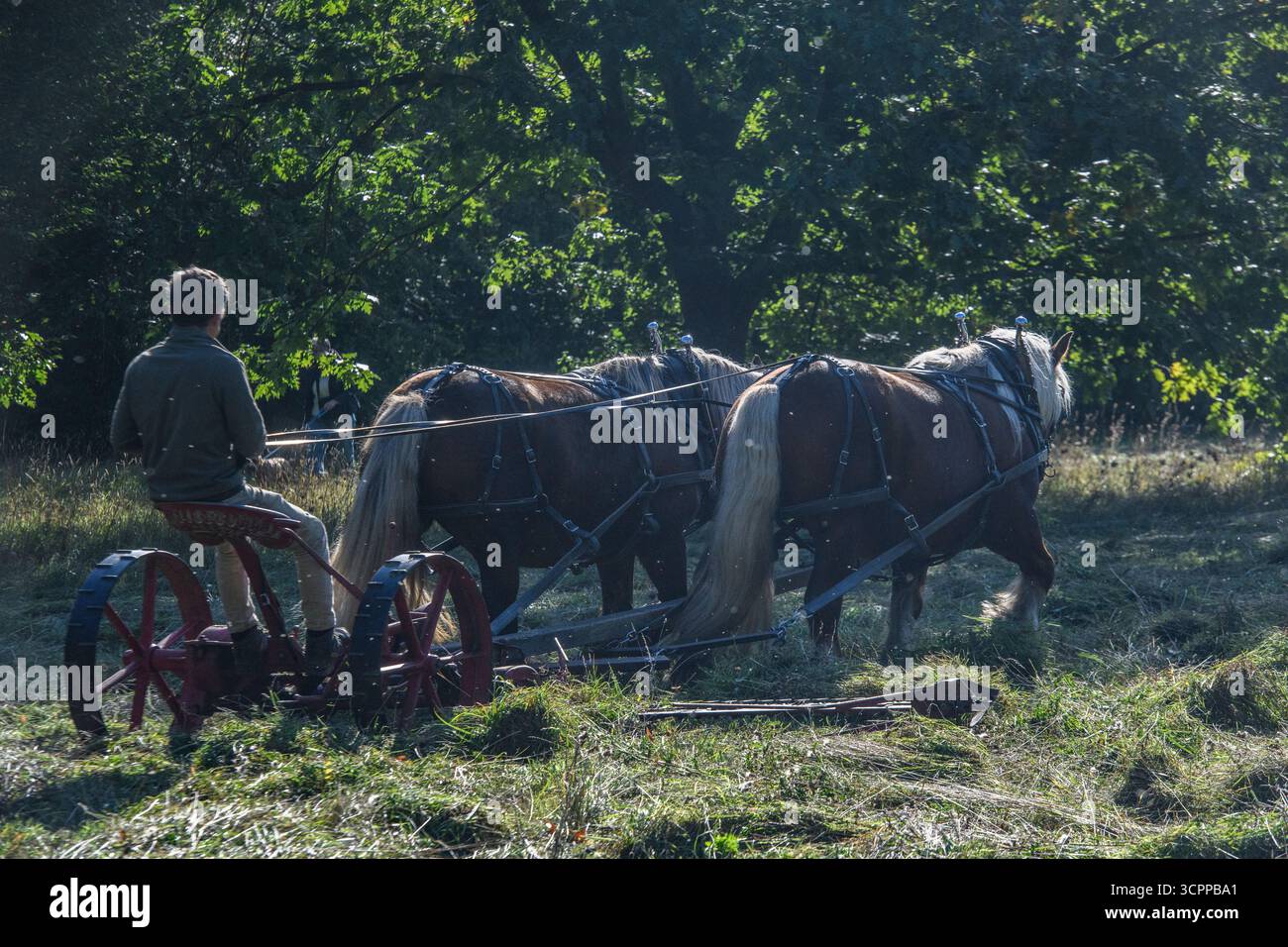 Metodi di falciatura tradizionali con cavalli pesanti e un tagliafuoco vittoriano in un parco di Londra nel 2025, dando un esempio di agricoltura moderna ecocompatibile. Foto Stock