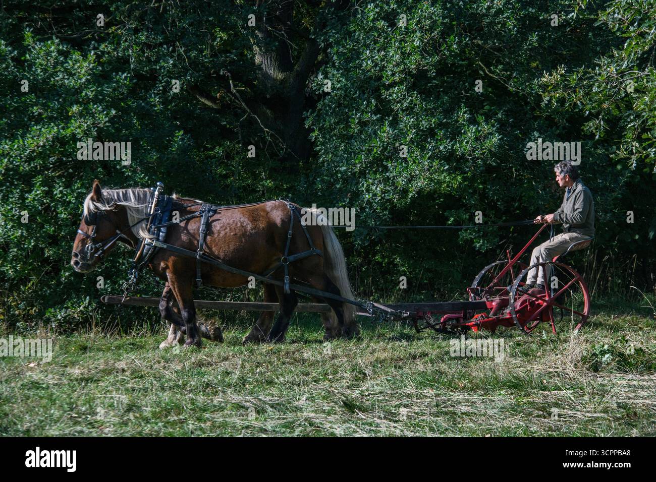 Metodi di falciatura tradizionali con cavalli pesanti e un tagliafuoco vittoriano in un parco di Londra nel 2025, dando un esempio di agricoltura moderna ecocompatibile. Foto Stock