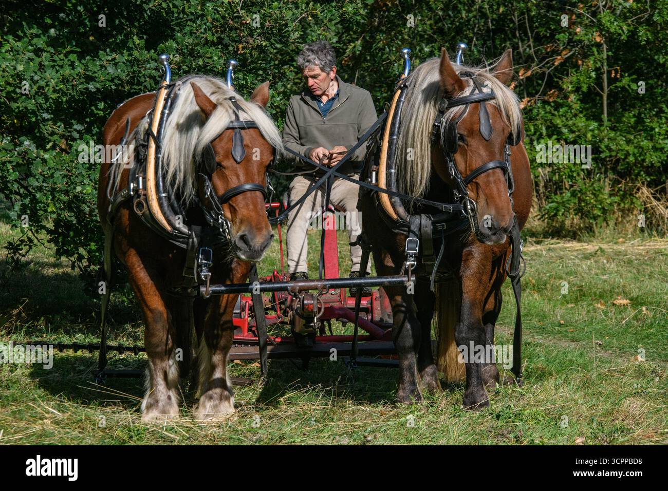 Metodi di falciatura tradizionali con cavalli pesanti e un tagliafuoco vittoriano in un parco di Londra nel 2025, dando un esempio di agricoltura moderna ecocompatibile. Foto Stock