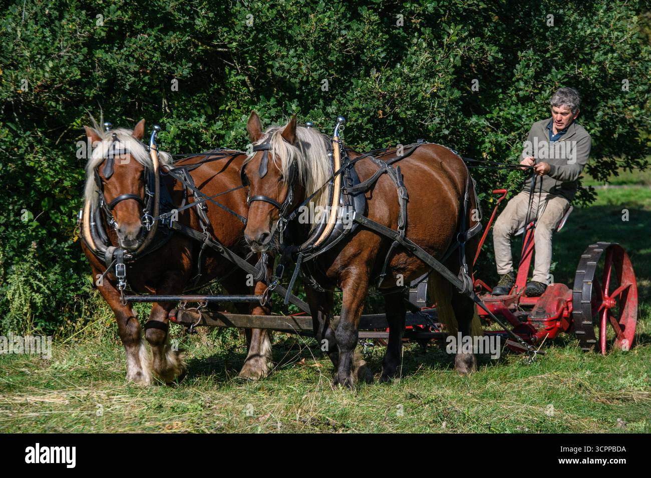 Metodi di falciatura tradizionali con cavalli pesanti e un tagliafuoco vittoriano in un parco di Londra nel 2025, dando un esempio di agricoltura moderna ecocompatibile. Foto Stock