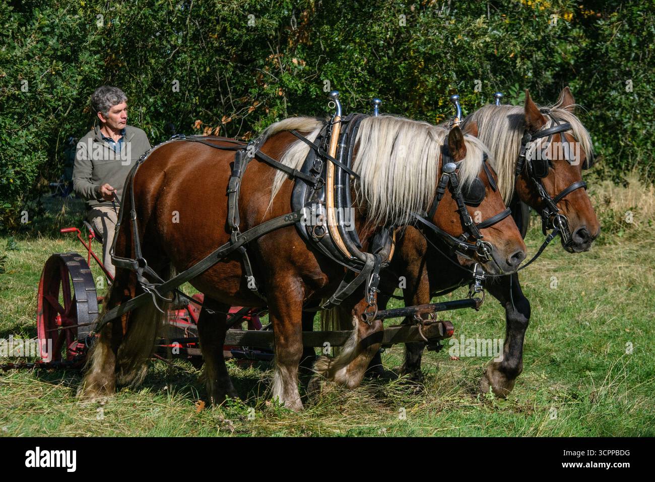 Metodi di falciatura tradizionali con cavalli pesanti e un tagliafuoco vittoriano in un parco di Londra nel 2025, dando un esempio di agricoltura moderna ecocompatibile. Foto Stock