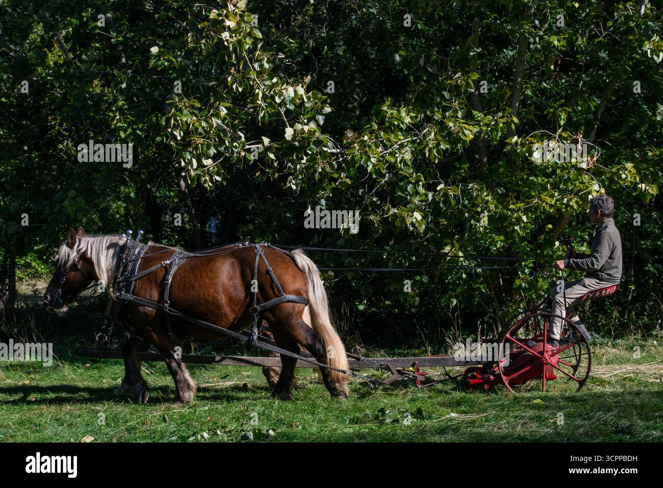 Metodi di falciatura tradizionali con cavalli pesanti e un tagliafuoco vittoriano in un parco di Londra nel 2025, dando un esempio di agricoltura moderna ecocompatibile. Foto Stock