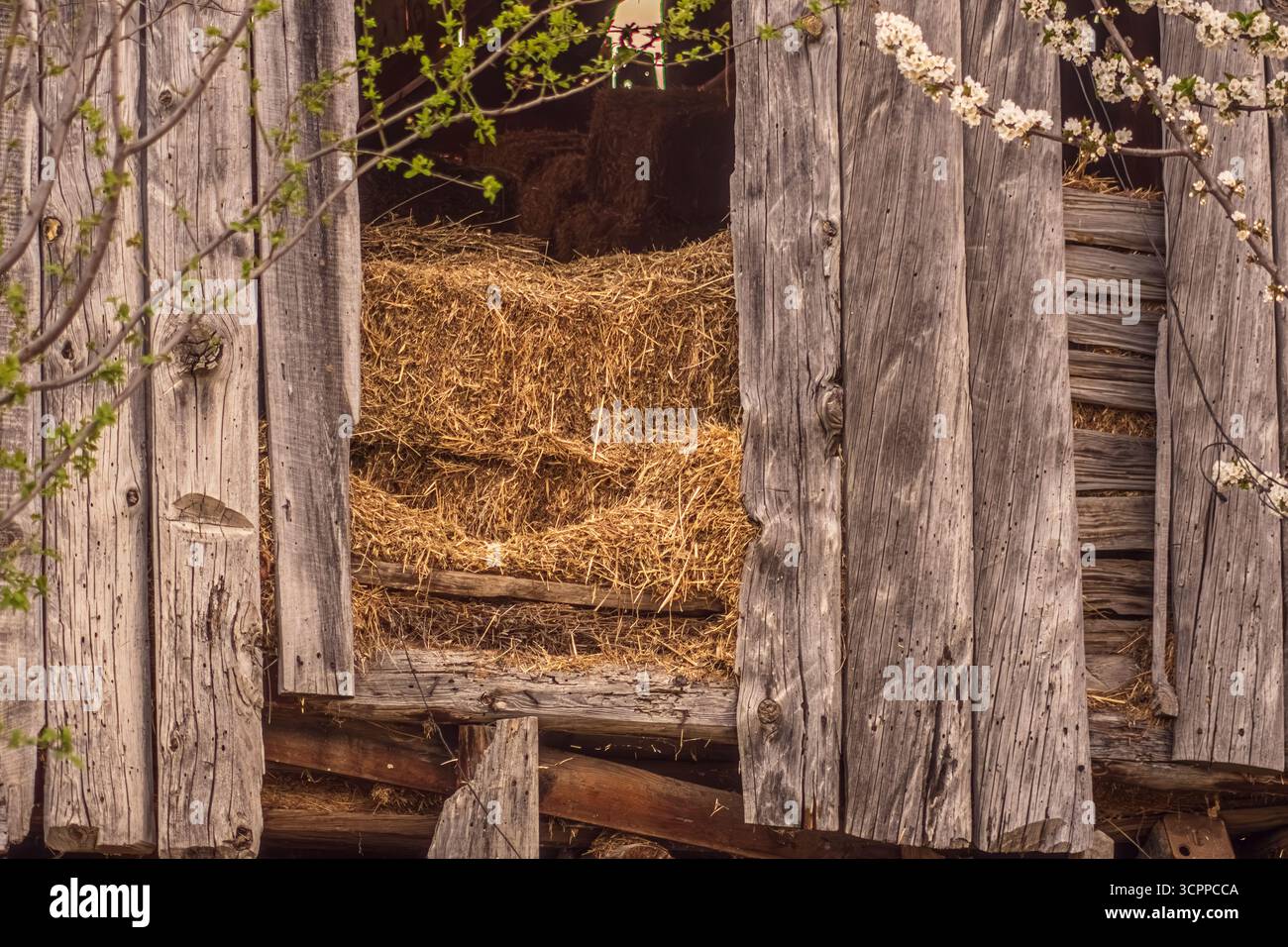 Porta rustica di fienile in legno che rivela una pila di fieno dorato all'interno. Circondato da rami di alberi in fiore. Cattura il fascino della vita rurale. Foto Stock