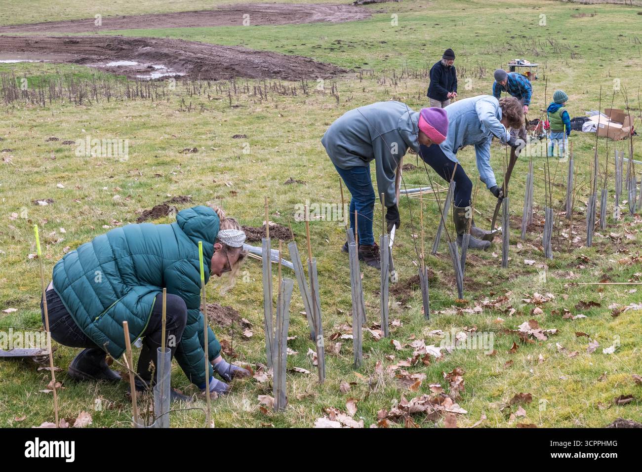 Volontari che piantano alberelli in una nuova riserva naturale di proprietà della comunità a Presteigne, Powys, Regno Unito Foto Stock