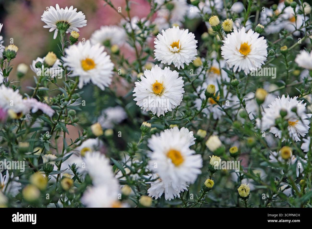 White aster «Magic White» in fiore. Foto Stock