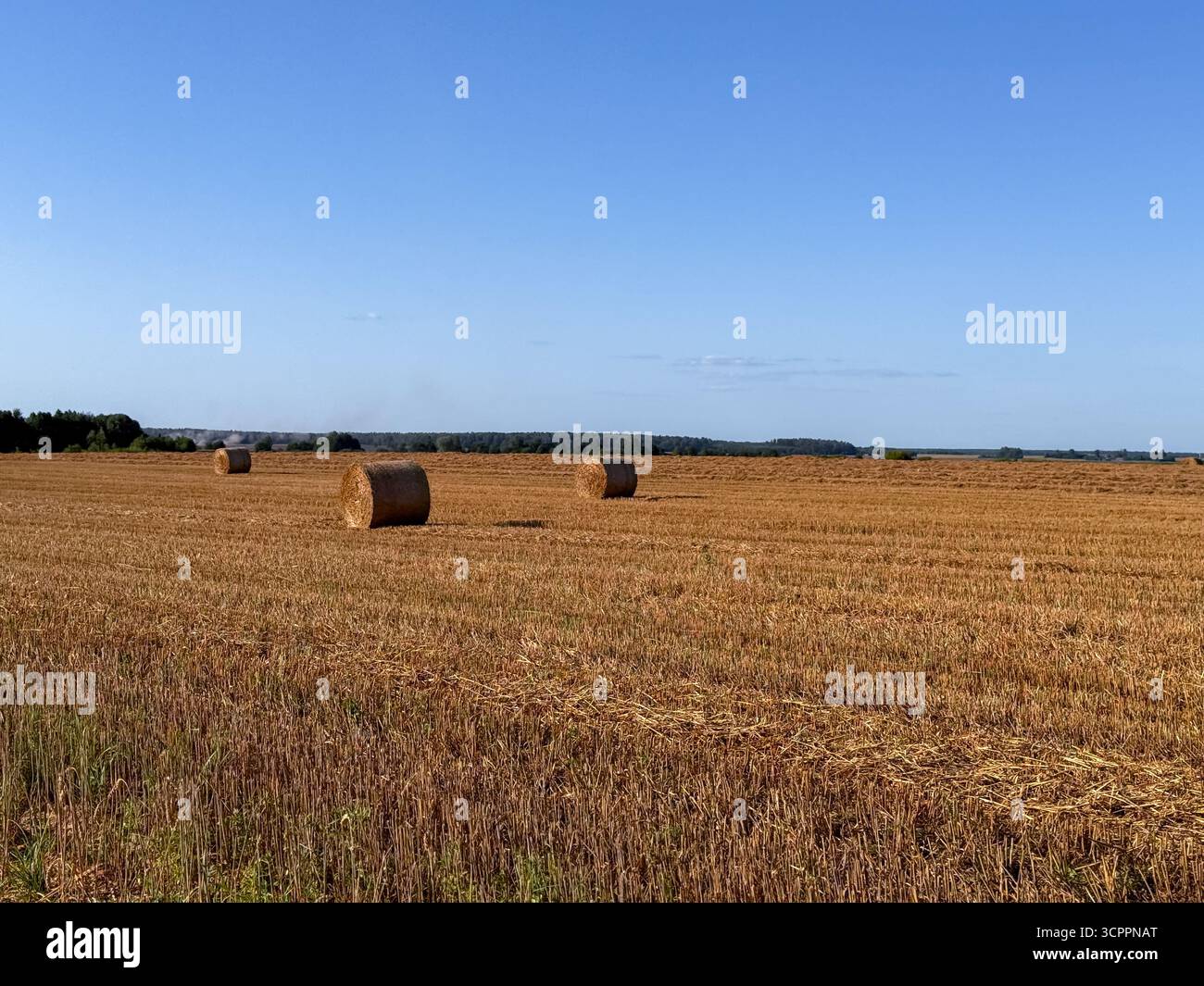 Fasci di fieno impilati ordinatamente su un campo tagliato sotto la luce del sole, che rappresentano l'agricoltura tradizionale e il raccolto estivo in campagna - Immagine stock catturata con smartphone