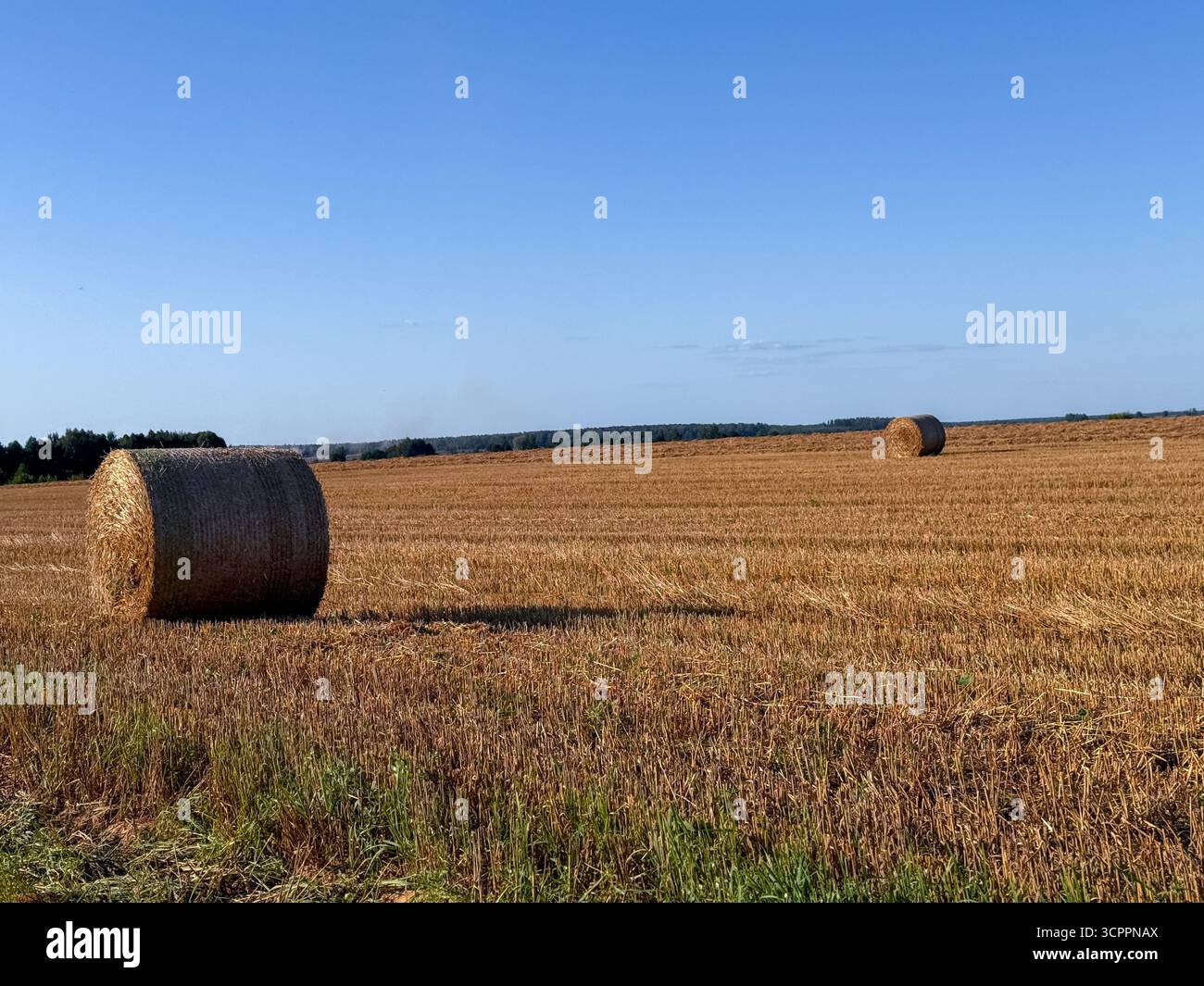 Fasci di fieno impilati ordinatamente su un campo tagliato sotto la luce del sole, che rappresentano l'agricoltura tradizionale e il raccolto estivo in campagna - Immagine stock catturata con smartphone