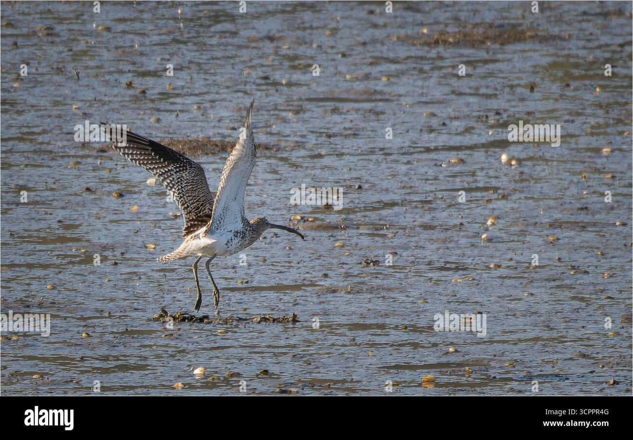 Curlew eurasiatica (Numenius arquata) in volo, mostrando un lungo becco ricurvo e un piumaggio marrone strisciato su uno sfondo naturale del cielo. Foto Stock