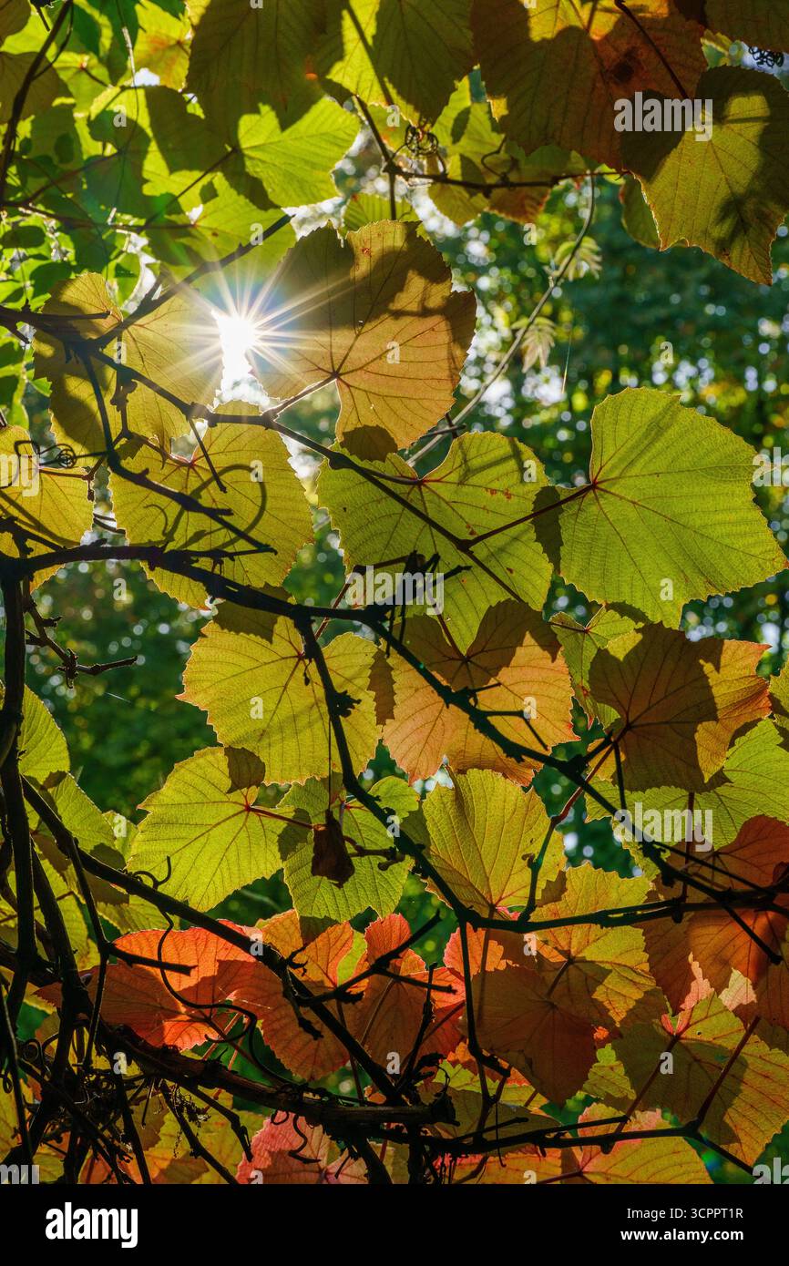 La luce del sole autunnale filtra le foglie di Crimson Glory Vine creando un effetto starburst naturale. Foto Stock