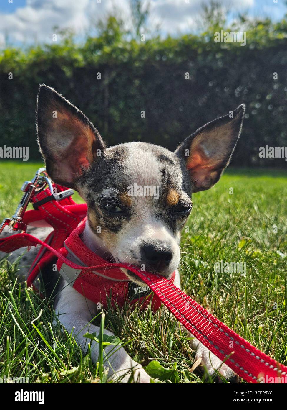 Un curioso cucciolo di merle Chihuahua fa i suoi primi passi nel mondo dell'allenamento al guinzaglio, unendo determinazione e innegabile taglio. - Immagine stock catturata con smartphone