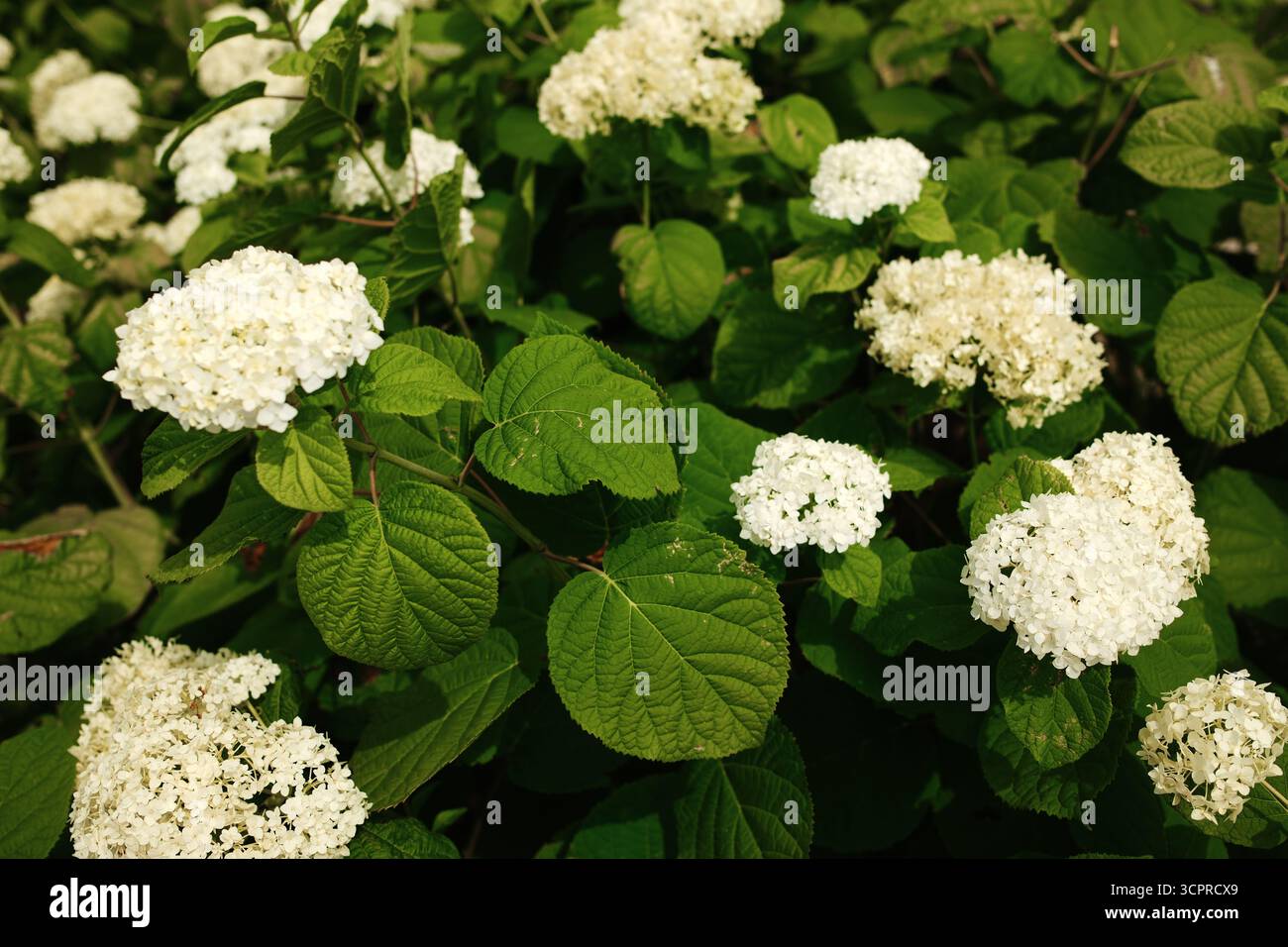 Fiori di viburno bianchi che fioriscono in estate. Foglie verdi lussureggianti e petali morbidi alla luce del sole. Foto Stock