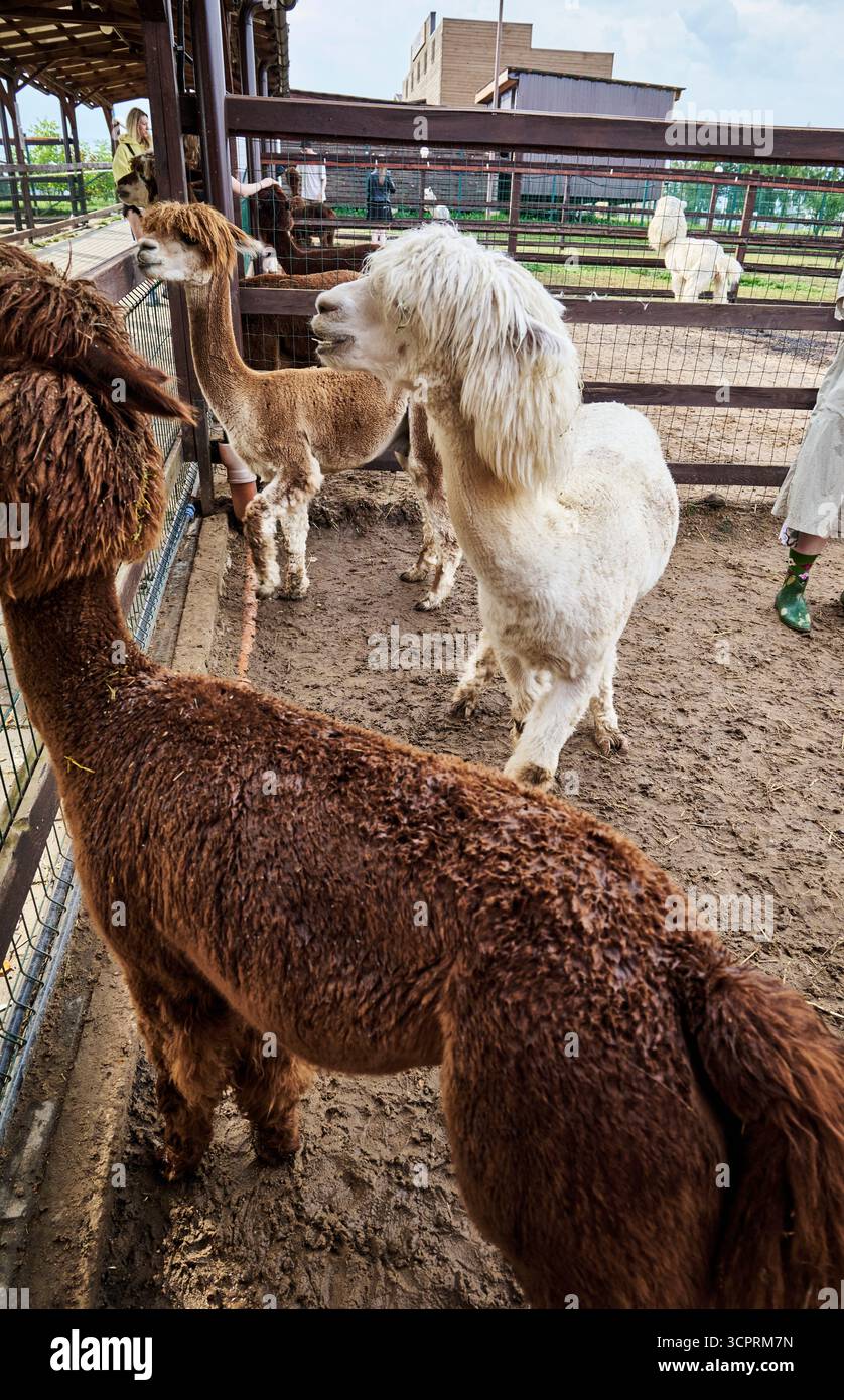 Alpaca pelosi in una penna allo zoo Foto Stock